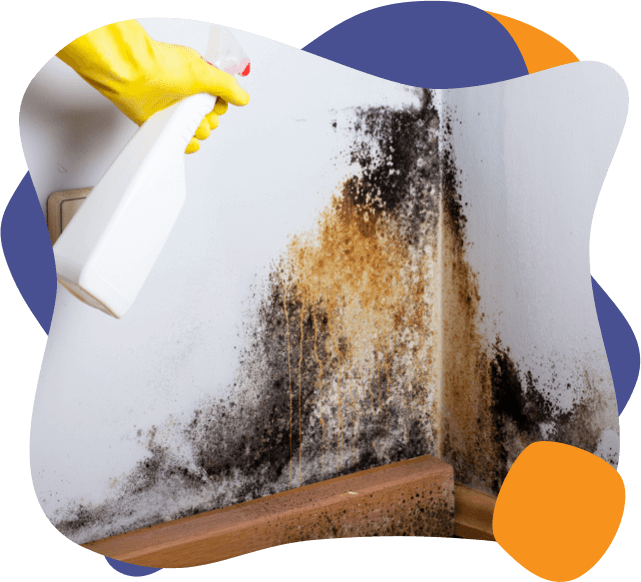 A large black mold buildup being cleaned by enviropure home services