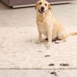 A golden retriever puppy on a carpet with a trail of muddy paw prints.